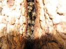 Wild bees - also in the wood